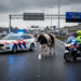 Losgebroken koe zorgt voor wilde taferelen op A2 bij knooppunt Hintham